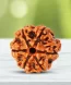 6Mukhirudraksha